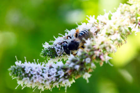 a large dangerous bee extracts nectar from the flowers of the plant peppermint