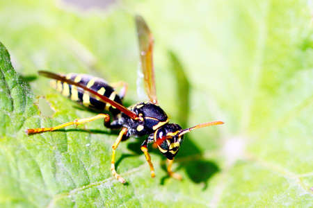 pest of garden grapes