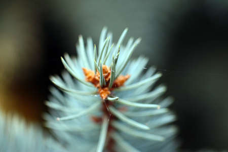 beautiful cones and branches of evergreen spruce