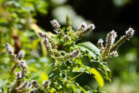 beautiful fresh flowers on the stems of garden mint