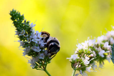 wild bee eats fresh nectar from a flower peppermint