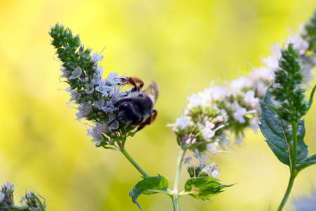 wild bee eats fresh nectar from a flower peppermint