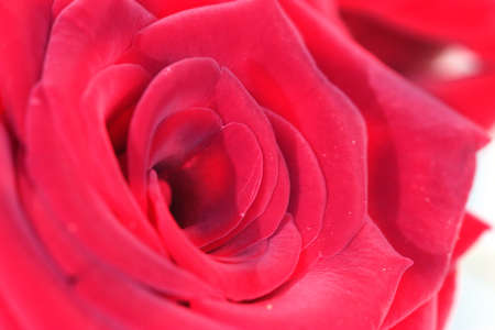 beautiful fresh bright petals in bud roseの写真素材