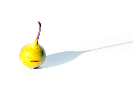 lovely ripe sweet pear as part of the harvest gardenの写真素材