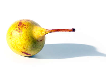 lovely ripe sweet pear as part of the harvest garden