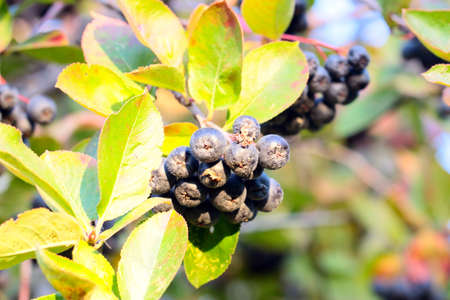 ripe fresh beautiful berries of chokeberry on a bush branchの写真素材