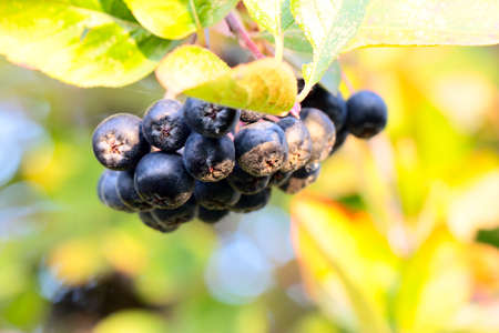 ripe fresh beautiful berries of chokeberry on a bush branchの写真素材