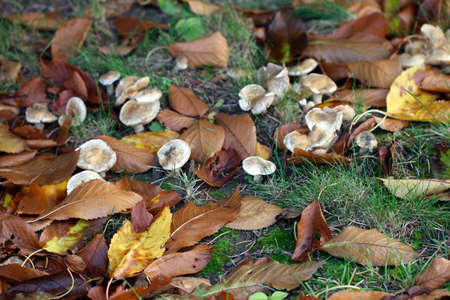 autumnal foliage and fresh forest mushrooms on the soil