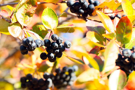 beautiful fresh autumn berries on the branches of aroniaの写真素材