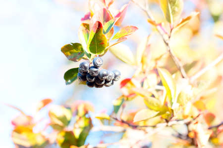 beautiful fresh autumn berries on the branches of aroniaの写真素材