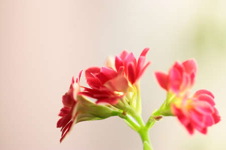 lovely tender fresh flowers of the home plant of Kalanchoeの写真素材