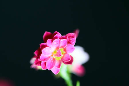 Abstract image of a drop of pure water on the petals of a pink flowerの写真素材