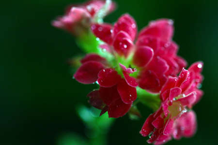 wet beautiful pink flowers of a house plant
