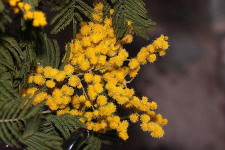 beautiful fresh spring flowers of mimosa treeの写真素材