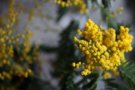 beautiful spring flowers on the branches of mimosa treeの写真素材