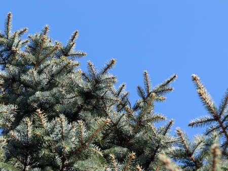 beautiful young spruce branches against the clear sky background