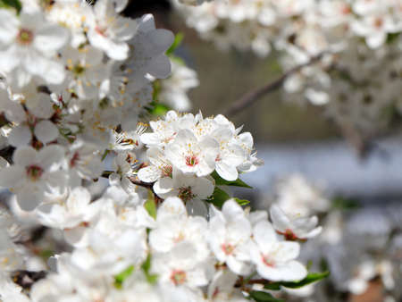 beautiful spring flowers on the branches of a cherry tree