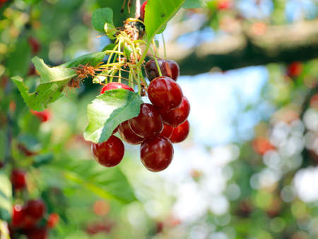 ripe bright red sweet cherry berries on the branches of a tree