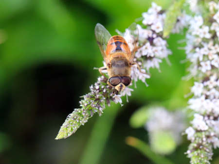 The bee collects the nectar from the flower as a vanishing element of the ecosystem