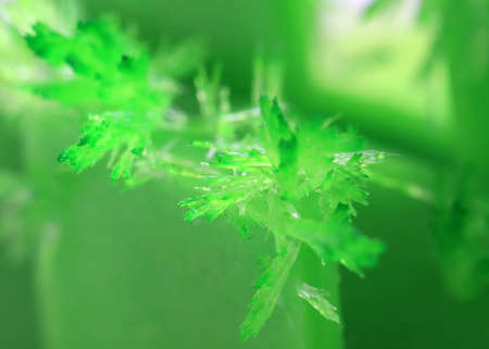 graceful bright green crystals artificially grown from mineral