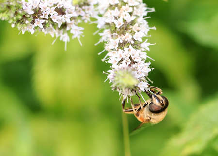 The bee collects the nectar from the flower as a vanishing element of the ecosystem