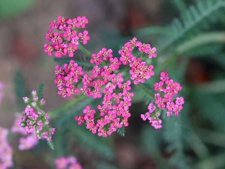 small field summer flowers as part of natureの写真素材