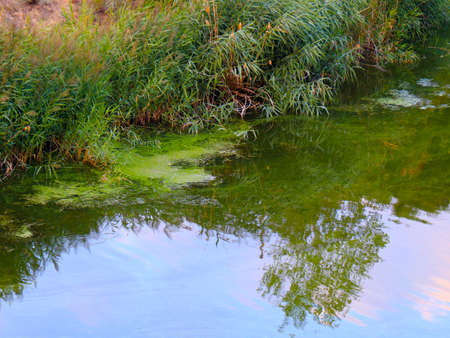 reflection of the sunny sky in the calm water of the pond and the coastline