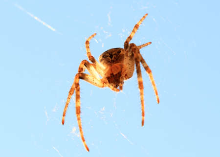 large predatory spider on the web in the airの写真素材