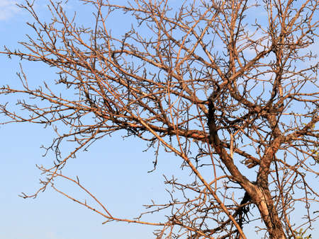 dry old tree branches against a cloudy sky background