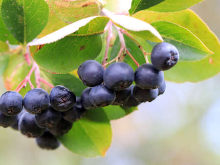 branches of Aroniaの写真素材