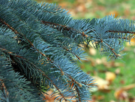 spruce branches