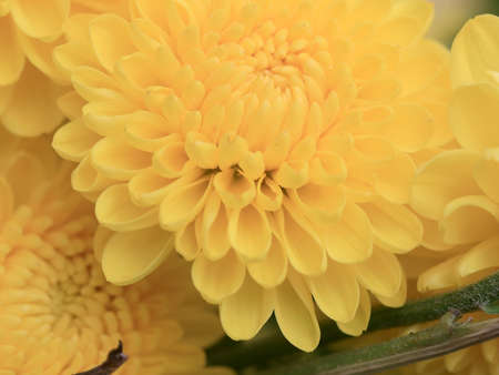 shrub yellow chrysanthemumsの写真素材