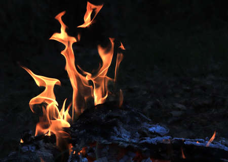 flame of a forest fire