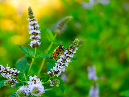 working bee collects nectar