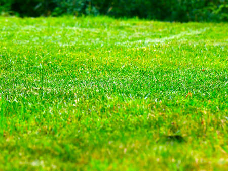 grass on the garden lawnの写真素材