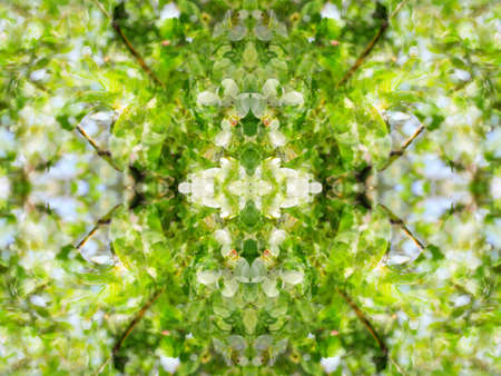 wildlife with mirrors kaleidoscopeの写真素材