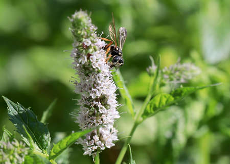wild bee collects nectar