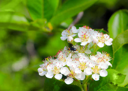 flowers on apple tree branches