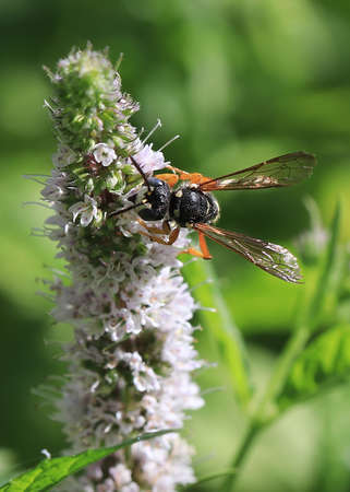 wild bee collects nectar
