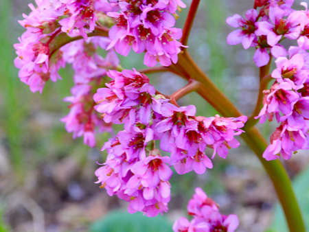 flowers of the medicinal plant Badanの写真素材