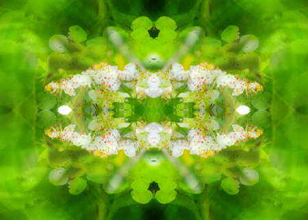 wildlife with mirrors kaleidoscope