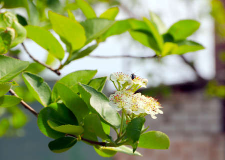 flowers on apple tree branches