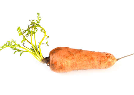 large muscular carrotの写真素材