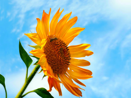 a beautiful sunny sunflower flower and a fat bee on the sky backgroundの写真素材