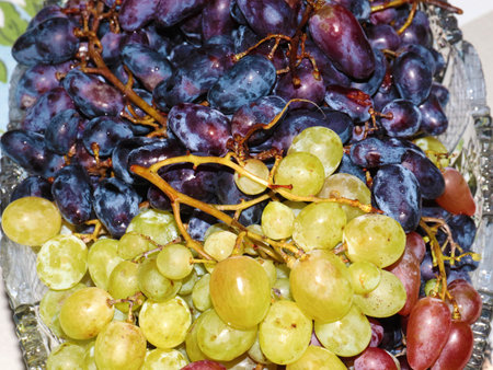 lovely ripe grape clusters for a treatの写真素材