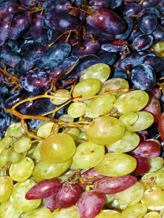 lovely ripe grape clusters for a treatの写真素材