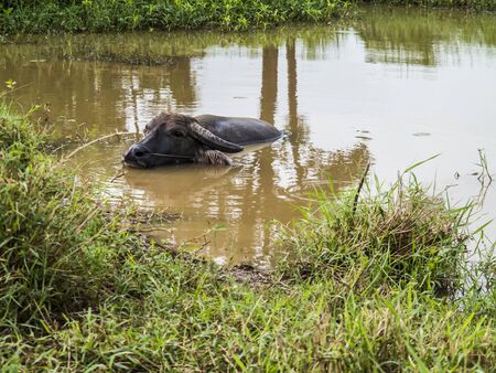 close up buffalo on the swamp.