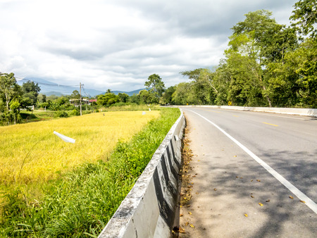 Gold paddy rice field with rural road,の写真素材