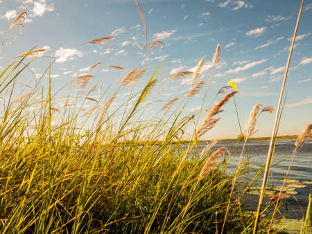 Green meadow with river and blue sky.の写真素材