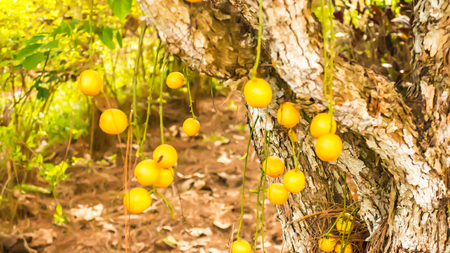 This is a burmese grape tree.